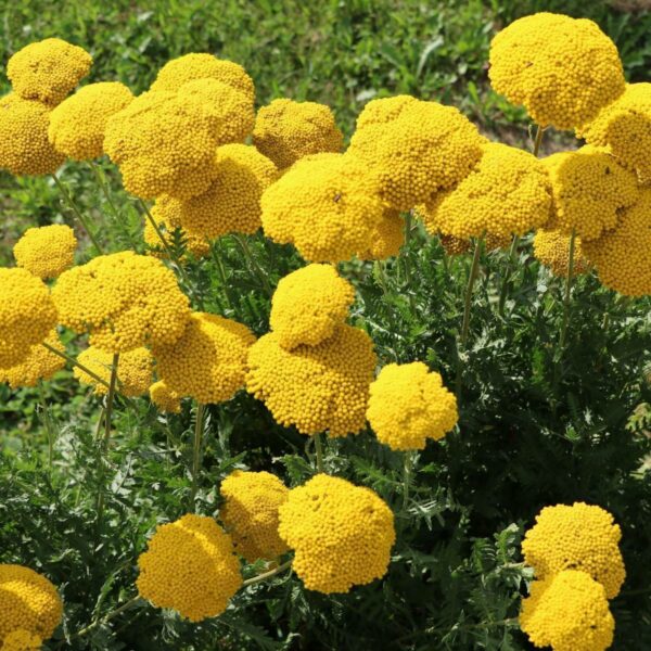 Achillea filipendula ' Cloth of Gold ' /Geel Duizendblad