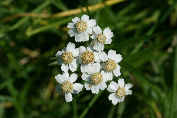 Achillea ptarmica / Wilde bertram