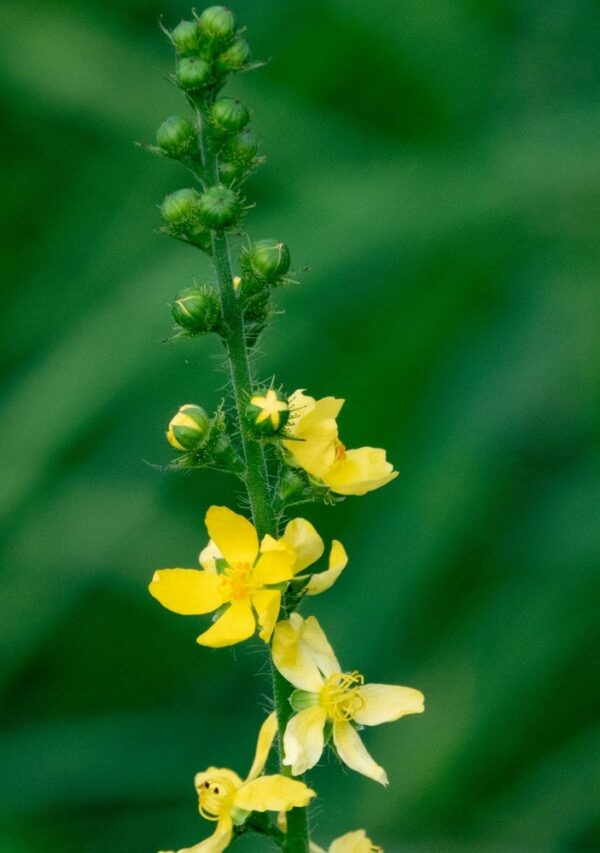 Agrimonia procera / Welriekende agrimonie