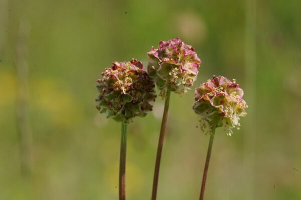 Kleine pimpernel