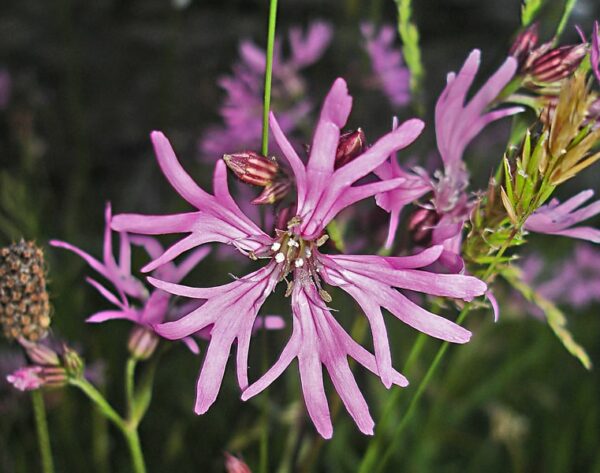 Echte koekoeksbloem