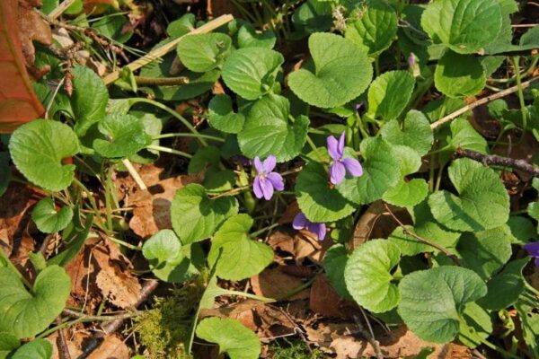 Maarts viooltje, Welriekend viooltje bio