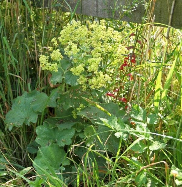 Alchemilla xanthochlora - Geelgroene vrouwenmantel